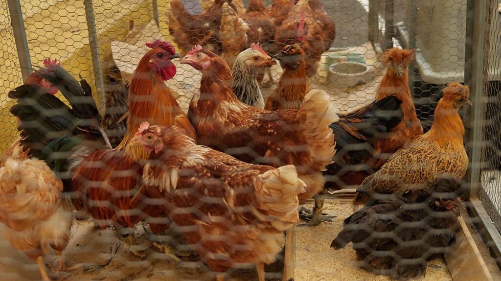 Agricultura ha cerrado tres granjas avícolas en seis meses en Baleares