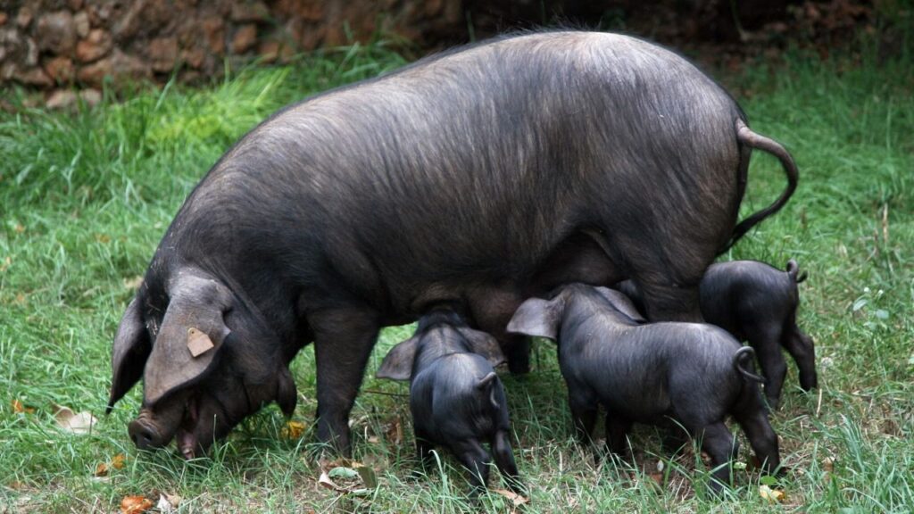 cerdo negro