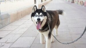 perro-husky-correa