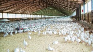 granja avicola
