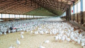 granja avicola