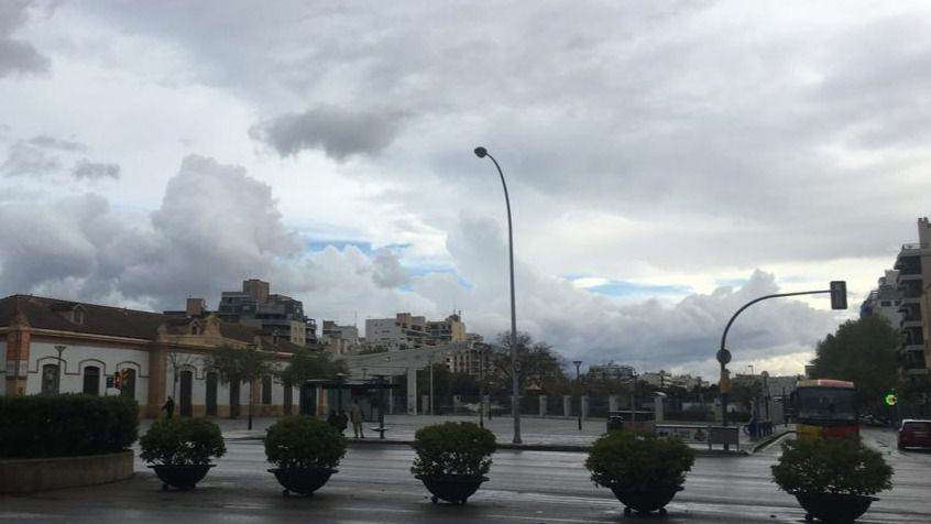 Palma nublado