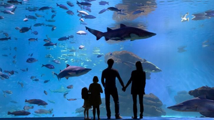 palmaquarium