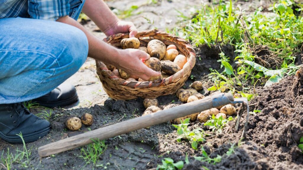 agricultor payés