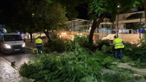 Imagen de archivo: &Aacute;rboles ca&iacute;dos por el temporal de viento.