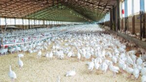 granja avicola