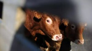 Foto: Isabel Infantes - Europa Press - Archivo