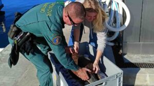 gente de la Guardia Civil con el ejemplar de tortuga marina rescatado en Cabrera.