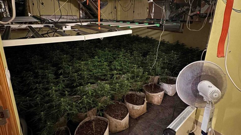 www.mallorcadiario.com fotos 1 485660 20240129 plantacion marihuana sineu