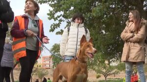 www.mallorcadiario.com fotos 1 485760 perros son reus