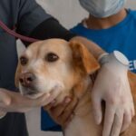 veterinarios