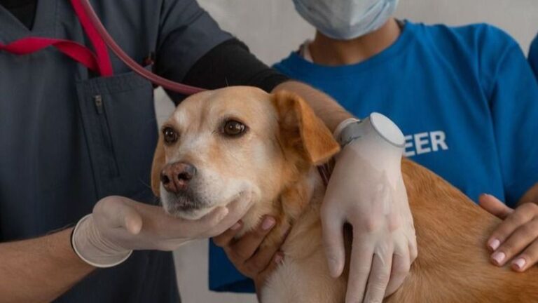veterinarios