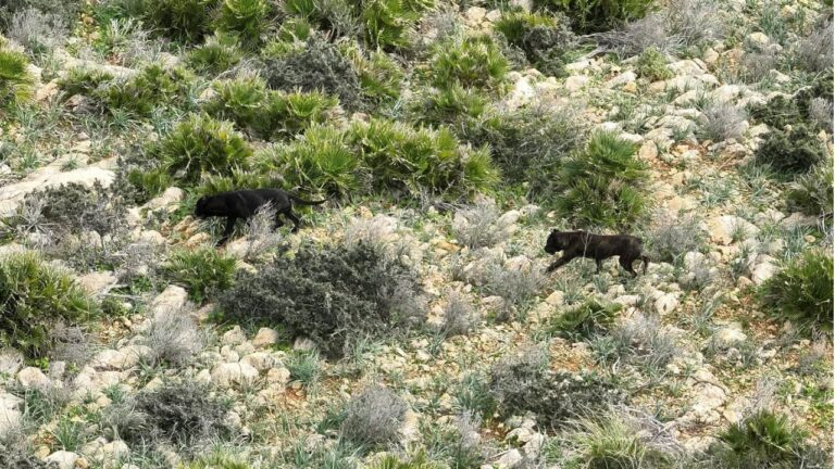 www.mallorcadiario.com fotos 1 486148 perros andratx