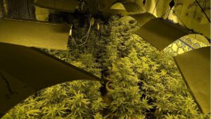 Plantaci&oacute;n 'indoor' de marihuana detectada en Mallorca.