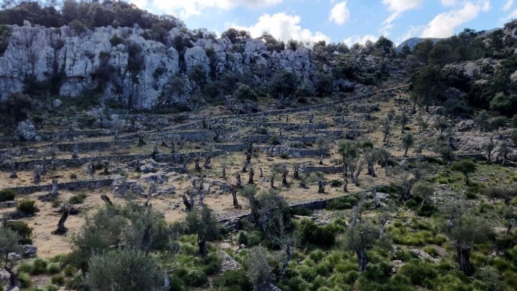 www.mallorcadiario.com fotos 1 486228 olivar