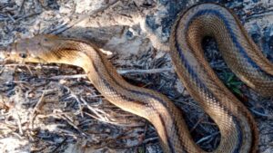 Uno de los ejemplares capturados