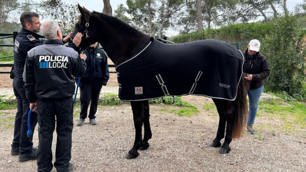 Maximus, nuevo integrante de la Sección Montada de la Policía Local de Palma.