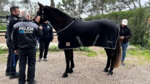 Maximus, nuevo integrante de la Secci&oacute;n Montada de la Polic&iacute;a Local de Palma.