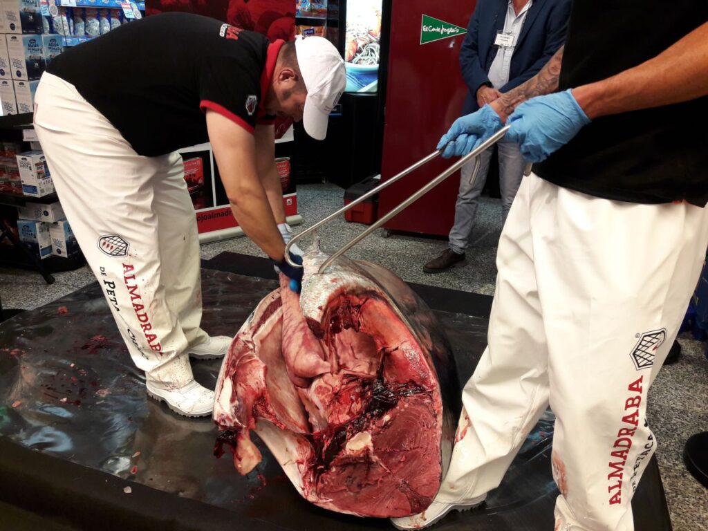 Imagen de galería 556