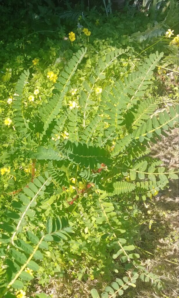 Imagen de galería 966