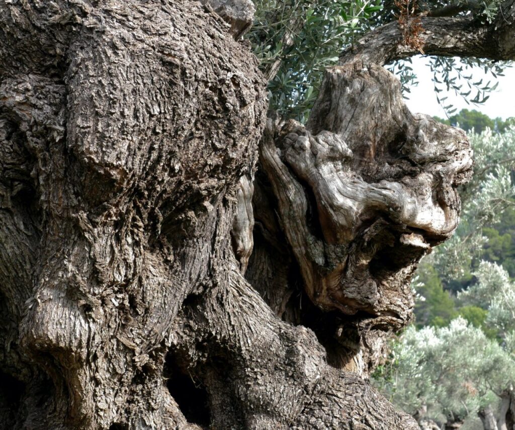 Imagen de galería 864