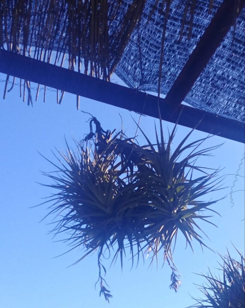 Imagen de galería 966