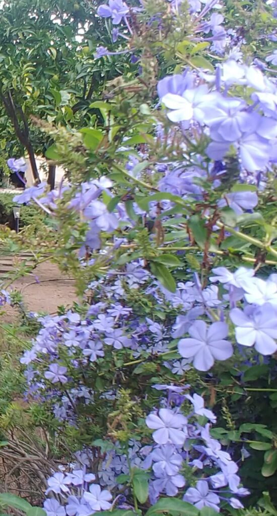 Imagen de galería 924