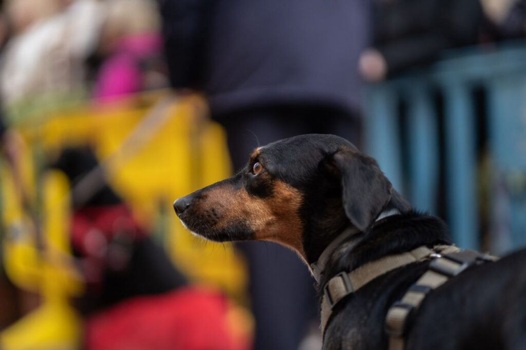 Imagen de galería 1625