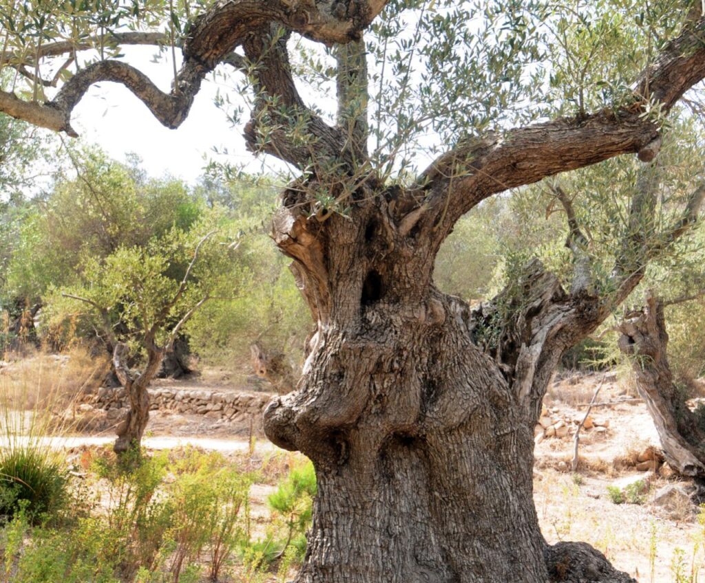 Imagen de galería 864