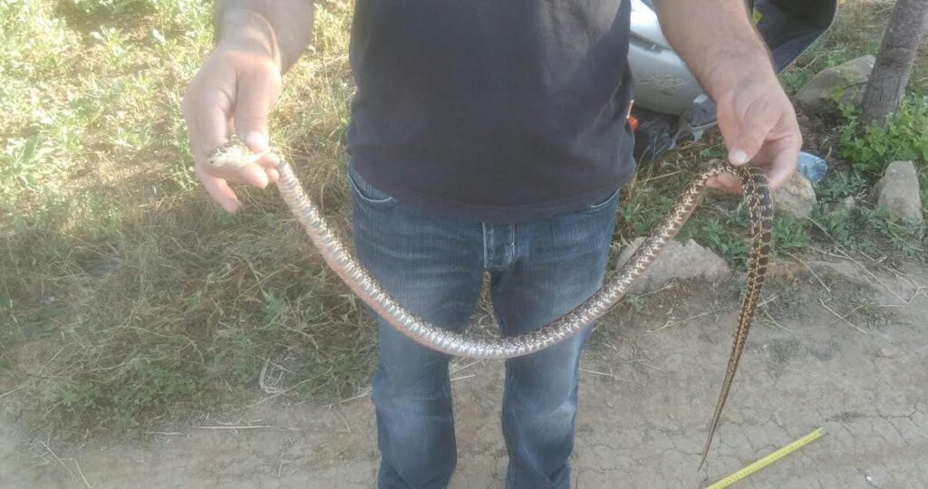 Imagen de galería 53