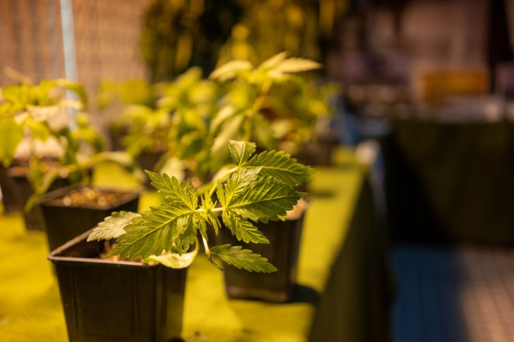 Imagen de galer&iacute;a 992