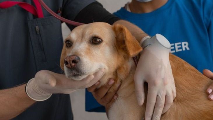 veterinarios