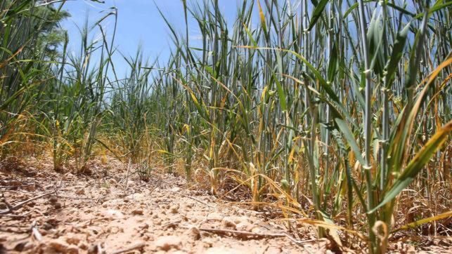 El Pla de Mallorca se enfrenta a una posible emergencia hídrica por falta de conexión a la red autonómica