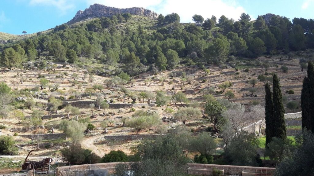 www.mallorcadiario.com fotos editor 618181 1741708384 finca galatzo 3