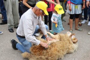 Festa des Tondre 2025