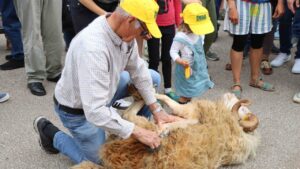 Es Llombards revive la Festa d&rsquo;es Tondre y se llena de arte durante todo el fin de semana
