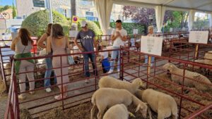 Fira d'Ov&iacute; i Capr&iacute; de Calvi&agrave;