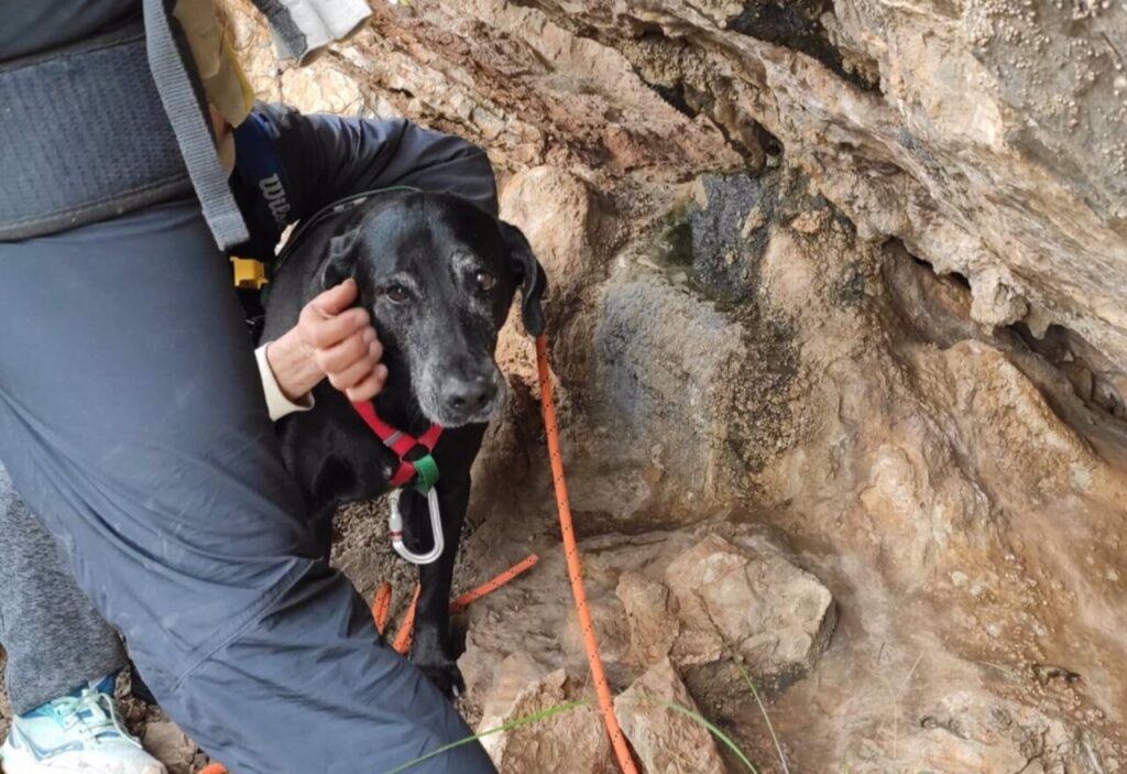 Perro rescatado