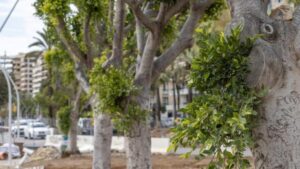 &aacute;rboles paseo mar&iacute;timo
