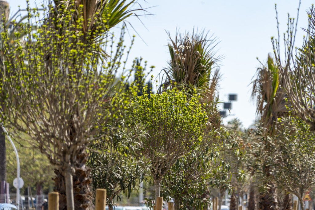 árboles Paseo Marítimo APB