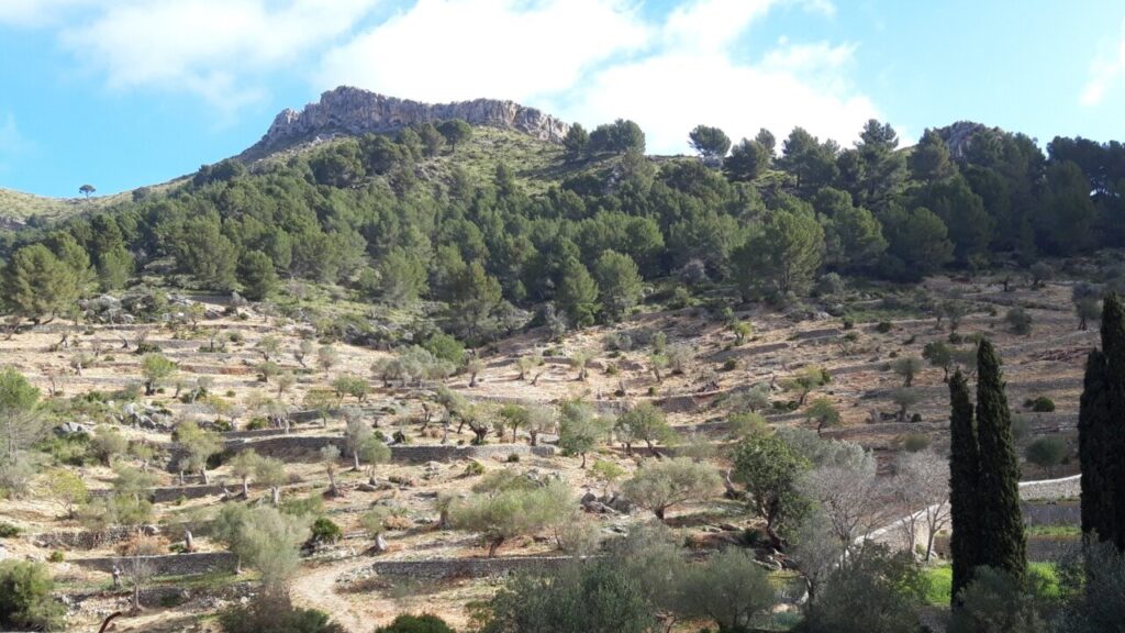 Finca Galatzó (3)