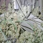 Plantación de marihuana en piso de Palma