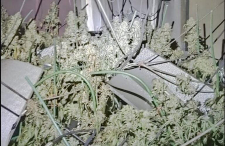 Plantación de marihuana en piso de Palma
