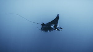 Manta Raya en el Mediterr&aacute;neo