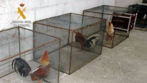 gallos de pelea Guardia Civil