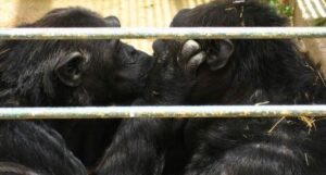 adan y eva chimpances sa coma