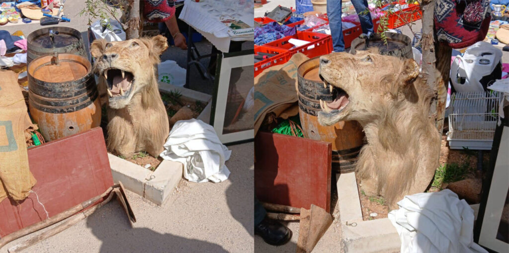 cabeza león mercat consell (1)