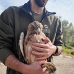 La Finca Galatzó de Calvià, santuario natural con la reintroducción del águila de coa barrada