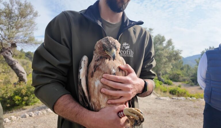 La Finca Galatzó de Calvià, santuario natural con la reintroducción del águila de coa barrada