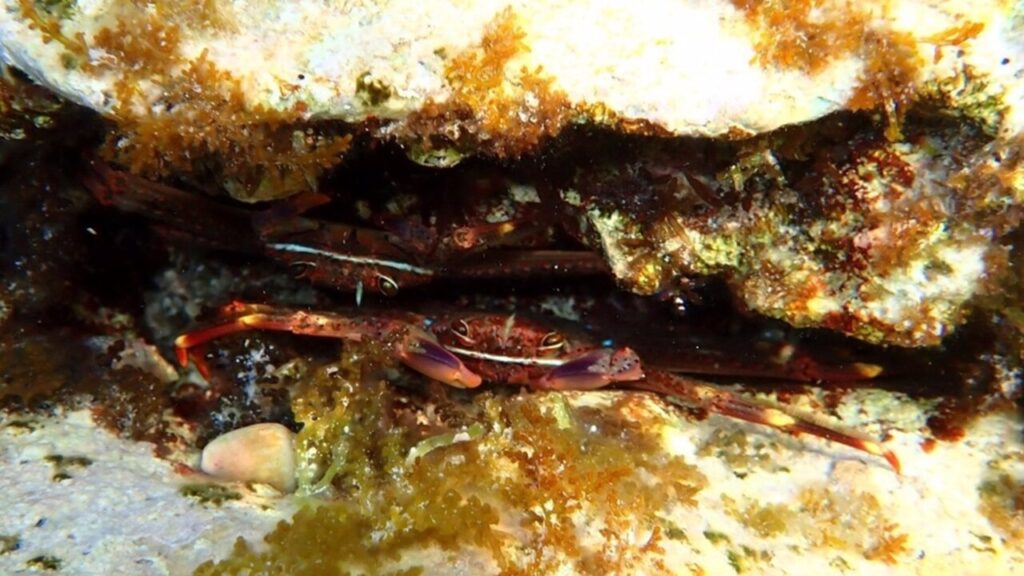 El cangrejo araña, nueva amenaza para la posidonia del Mediterráneo